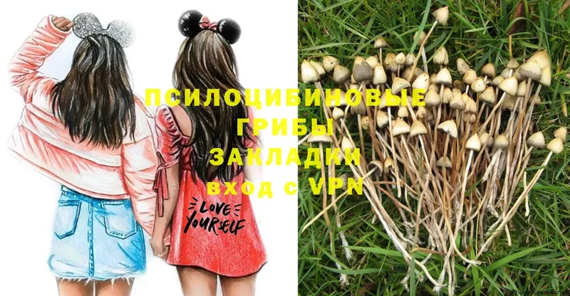 Псилоцибиновые грибы Psilocybe  Подпорожье 